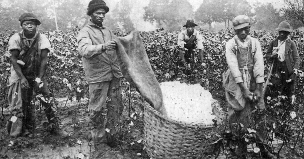 History of cotton